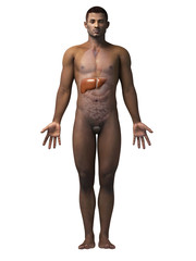 anatomy of an african american man - liver