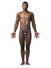 anatomy of an african american man - kidneys