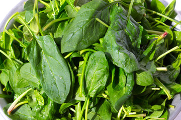Freshly washed spinach leaves