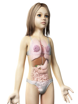 anatomy of a young girl - organs