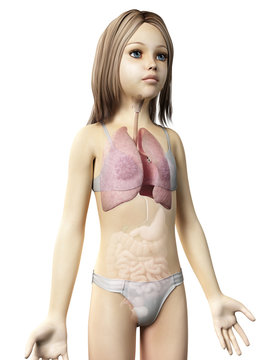 anatomy of a young girl - the lung