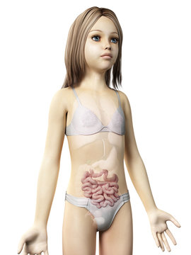 anatomy of a young girl - small intestine