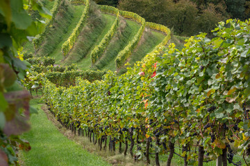 Weinbau 2013
