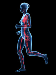 Obraz premium jogging woman with visible blood vessels