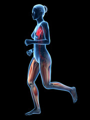 Obraz premium jogging kobieta z widoczną anatomią