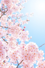 桜の素材 - obrazy, fototapety, plakaty