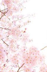 Foto op Canvas 桜の素材 © bitter...。