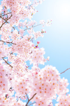 Fototapeta 桜の素材