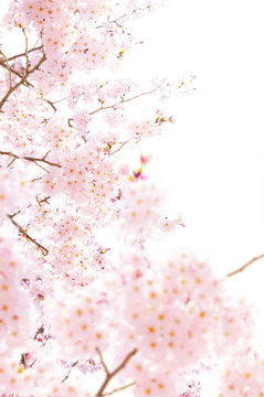 桜の素材