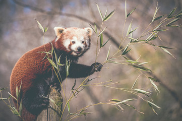 Panda roux
