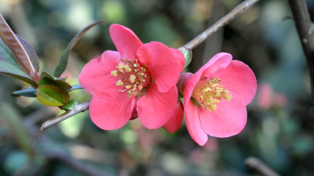Bl&uuml;ten der Zierquitte