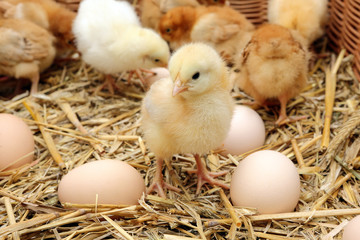 Little chicks in the hay with eggs - 62649440