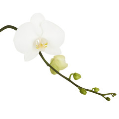Naklejka na ściany i meble White flower of Orchid. Vector illustration. Isolated white