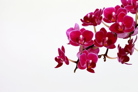 orchid and white background