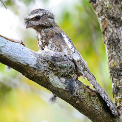 male Hodgson Frogmouth