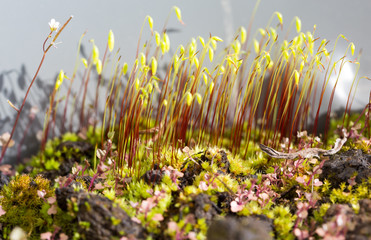 Jardin microscopique sur un bonsaï