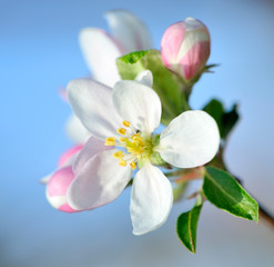 Naklejka na ściany i meble Apple blossom