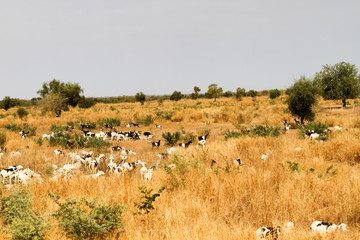 Goat-herding in Kayes, Republic of Mali.