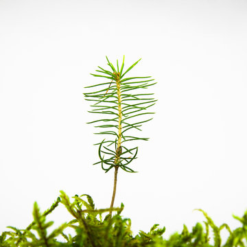 Isolated Spruce Seedling