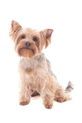 cute little dog yorkshire terrier sitting isolated on white