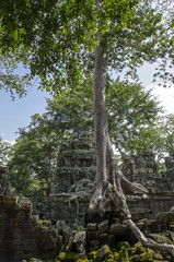 Fototapeta na wymiar Angkor Wat - Indianer Jones | Tomb Raider Tempel