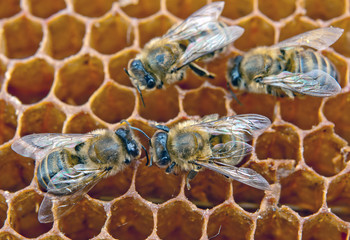 working bees