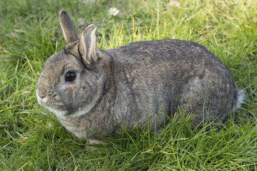 Zwergkaninchen im Garten (hasengrau)