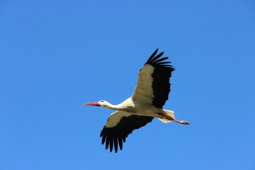 Storch