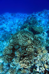 Coral structure in the tropical reef of the red sea