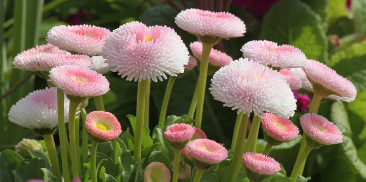p&acirc;querette bellis perennis