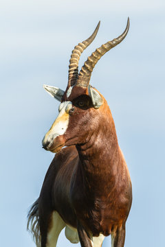 Animal Wildlife Buck Summer