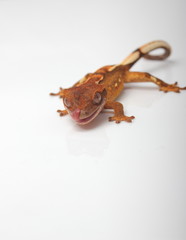 crested gecko