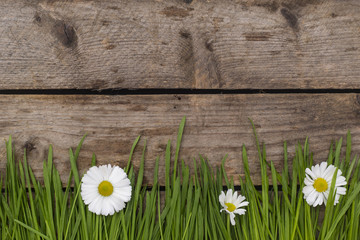 Gras und Gänseblümchen auf Holzuntergrund
