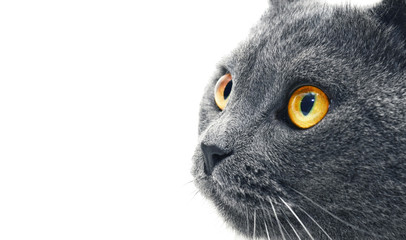 British shorthair cat detail (British Blue cat)