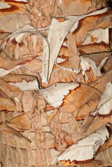 palm trunk