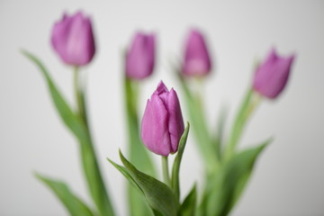 Tulpen