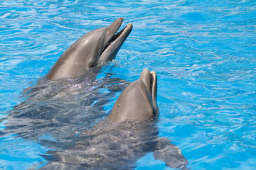 Naklejka premium Pair of dolphins with head out of the water