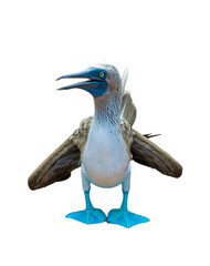 blue-footed booby over white background