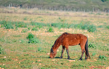 wild horse in a green field