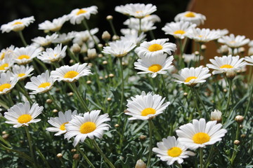 Fleurs d'été