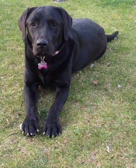 ritratto di un labrador femmina