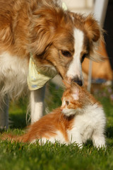 Collie schnuppert an Kätzchen