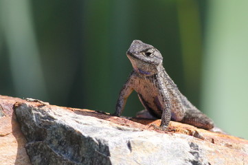 Western Fence Lizard on a Boulder