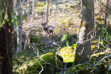 Roe deer is looking for danger