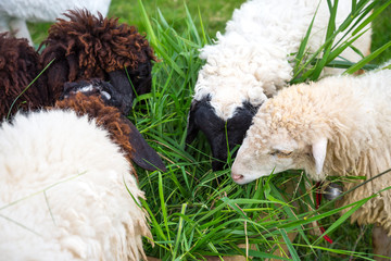 Naklejka premium Sheep eating grass in the farm