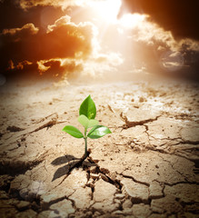 plant in arid land - climate warming and drought  concept - obrazy, fototapety, plakaty