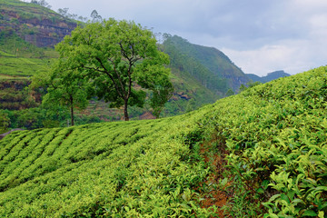 Fototapeta na wymiar Krajobraz plantacji herbaty na Sri Lance