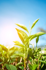 Green leaves of tea in Sri Lanka closeup