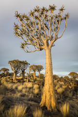 Quiver tree