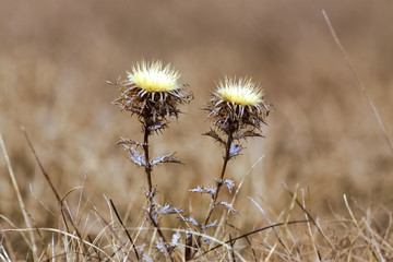 Dry flower in the field, blurred background